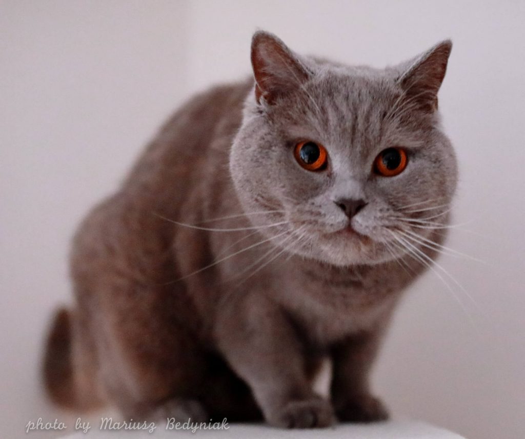 fotografia-kota